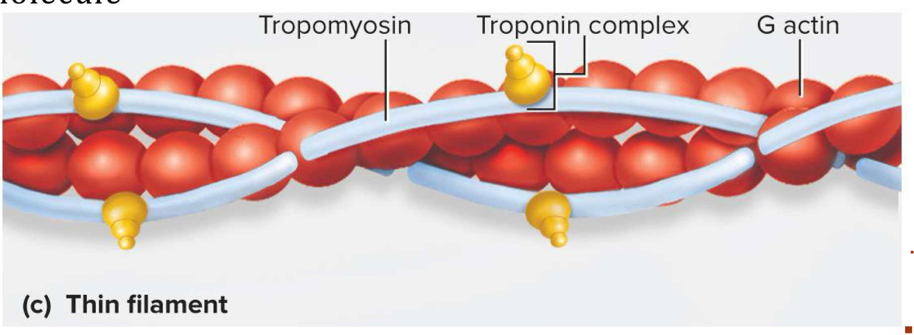 <p>Myofilament made of 2 intertwined fibrous (F) actin strands → fibrous (F) actin strand made of string of globular (G) actin subunits each with an active site that can bind to myosin head</p><ul><li><p>Has tropomyosin molecules and troponin molecules</p></li></ul><p></p>