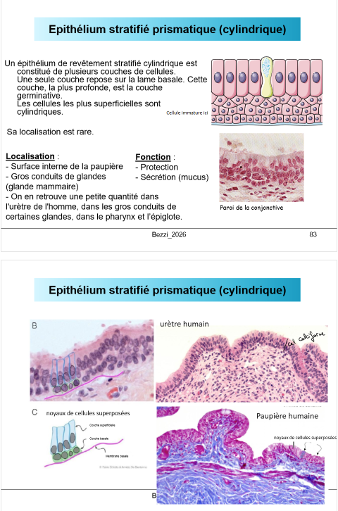<p>épithélium stratifié prismatique (cylindrique)</p><p></p>