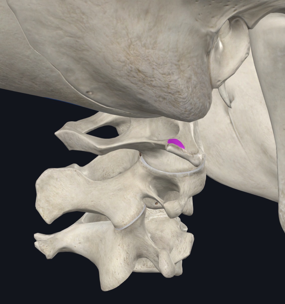 <p>Transverse process of atlas (C1)</p>