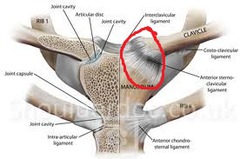 <p>Articulation between the clavicle and the sternum</p>