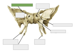 <p>Anterior view: This is the</p>