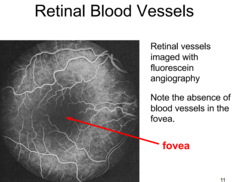 <p>method to look at vasculature of patients retinal blood pressure , maybe diabetes</p><p>(no blood vessels where fovea is)</p>
