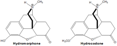 <p>Why are hydromorphone, hydrocodone, oxycodone, and oxymorphone significantly more potent than morphine?</p>