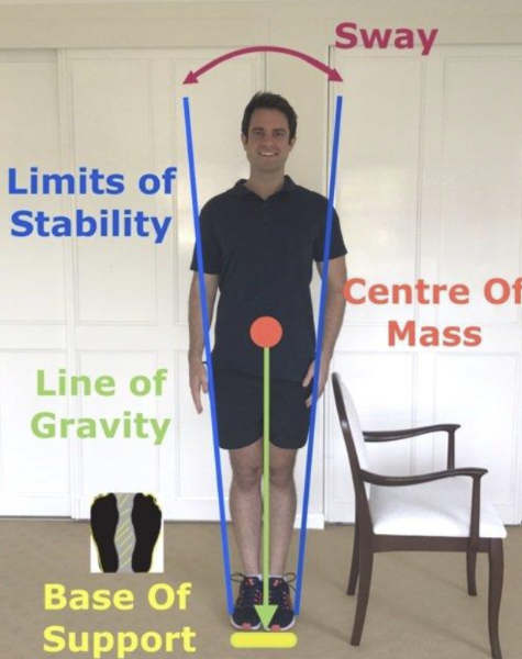 <ul><li><p>a vertical line passing from the center of gravity down to the ground</p></li></ul><p></p>