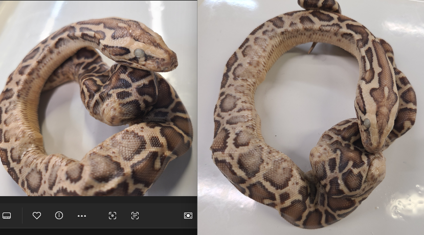 <p>Clade and Family of Python bivittatus</p>