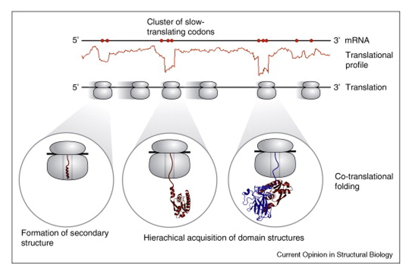 <p><span>might diminish the chances of a “bad” fold!&nbsp;</span></p><ul><li><p><span><em>75% of proteins in eukaryotes are multi-domain.&nbsp; Folding domains sequentially as they protrude from the ribosome can ensure a correct overall structure</em></span></p></li></ul><p></p>