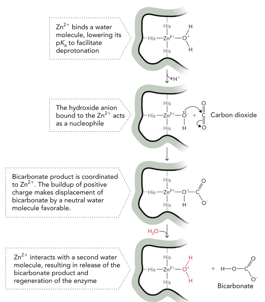 <p>Metal ion catalysis: help stabilize unstable charges in reactions by creating a strong nucleophile and positioning/orienting substrates properly</p><p>Carbonic anhydrase reaction uses a coordinated Zn<sup>2+</sup> ion as a catalytic group that supports the nucleophilic attack on the CO<sub>2</sub> substrate, yielding biocarbonate </p><p>Metal Ion Catalysis (Zn<sup>2+</sup>) to convert CO<sub>2</sub> → (bicarbonate)</p><p>STEP 1: Zn<sup>2+</sup> activates water</p><p>Zn<sup>2+</sup> binds H<sub>2</sub>O, makes it easier to deprotonate/lose H<sup>+</sup> (lowers pKa)</p><p>Water → OH<sup>-</sup></p><p>STEP 2: Nucleophilic attack</p><p>OH<sup>-</sup> (on Zn<sup>2+</sup>) acts as a nucleophile, attacks carbon of CO<sub>2</sub>, forms bicarbonate (HCO<sub>3</sub><sup>-</sup>)</p><p>STEP 3: Product bound to Zn<sup>2+</sup></p><p>Bicarbonate stays attached to Zn<sup>2+</sup>. The buildup of positive charge makes replacement of bicarbonate by neutral water favorable.</p><p>STEP 4: Product release</p><p>A new H<sub>2</sub>O comes in, it kicks bicarbonate off Zn<sup>2+</sup></p><p>STEP 5: Enzyme resets</p><p>New water binds Zn<sup>2+</sup>, ready for next cycle</p>