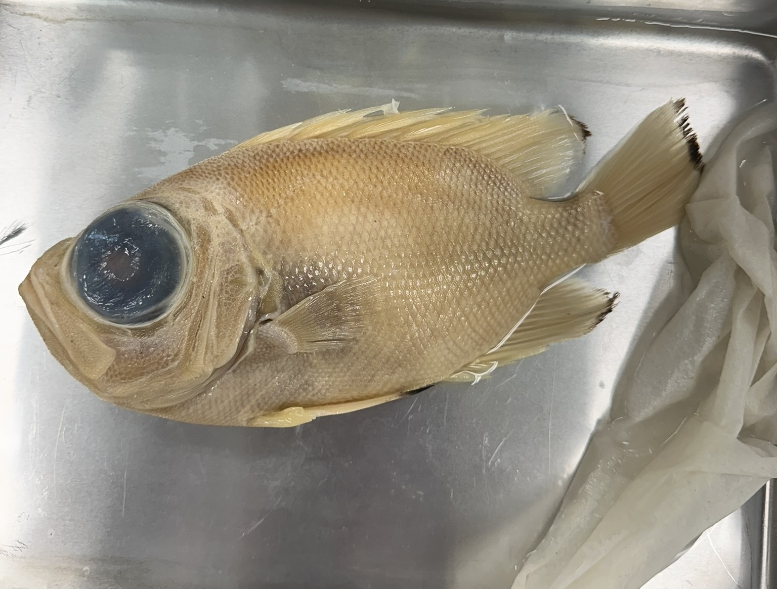 <p>Family Priacanthidae (bigeyes) - <em>Pristigenys alta </em></p>