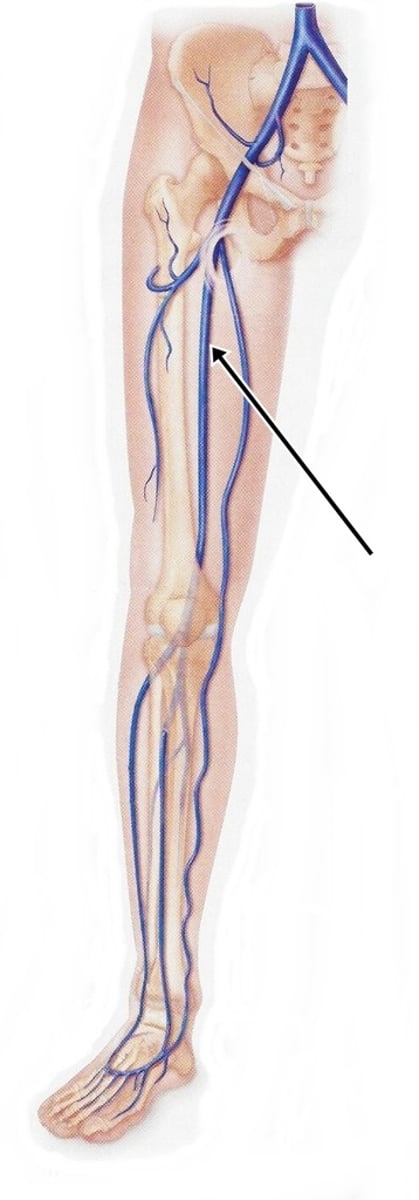<p>deep vein</p>