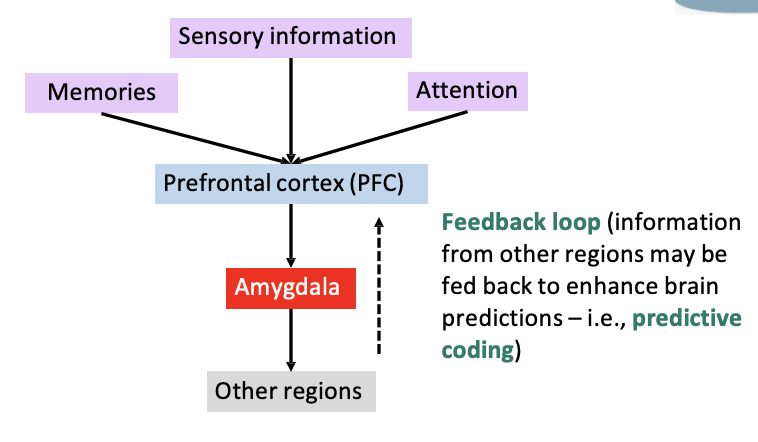 <p>the PFC is connected to other regions to support executive functioning so human anti-social behaviour cannot be reduced to a single brain region → it emerges from atypical connectivity and disrupted feedback loops shaping how context is processed and behaviour is regulated</p><p></p><p>core idea:</p><ul><li><p>it’s not just about size, it’s about the connectivity </p></li><li><p>humans have more connectivity than non-human primates which may explain why human antisocial behaviour tends to be more planned and context-sensitive</p></li><li><p>critical to remember the feedback loops which helps us learn new things and update information - links to predictive coding and reinforcement learning  </p></li></ul><p></p><table style="min-width: 50px;"><colgroup><col style="min-width: 25px;"><col style="min-width: 25px;"></colgroup><tbody><tr><td colspan="1" rowspan="1"><p>PFC → Amygdala</p></td><td colspan="1" rowspan="1"><p>Controls/dampens emotional/threat responses</p></td></tr><tr><td colspan="1" rowspan="1"><p>Amygdala → PFC</p></td><td colspan="1" rowspan="1"><p>Flags emotional significance of a situation</p></td></tr><tr><td colspan="1" rowspan="1"><p>Memory regions → PFC</p></td><td colspan="1" rowspan="1"><p>Informs decisions with past experience</p></td></tr><tr><td colspan="1" rowspan="1"><p>PFC → Action</p></td><td colspan="1" rowspan="1"><p>Produces regulated, goal-directed behaviour</p></td></tr></tbody></table><p></p>