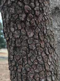 <p>opposite-arrangement; white flowers; garlic-like buds</p>