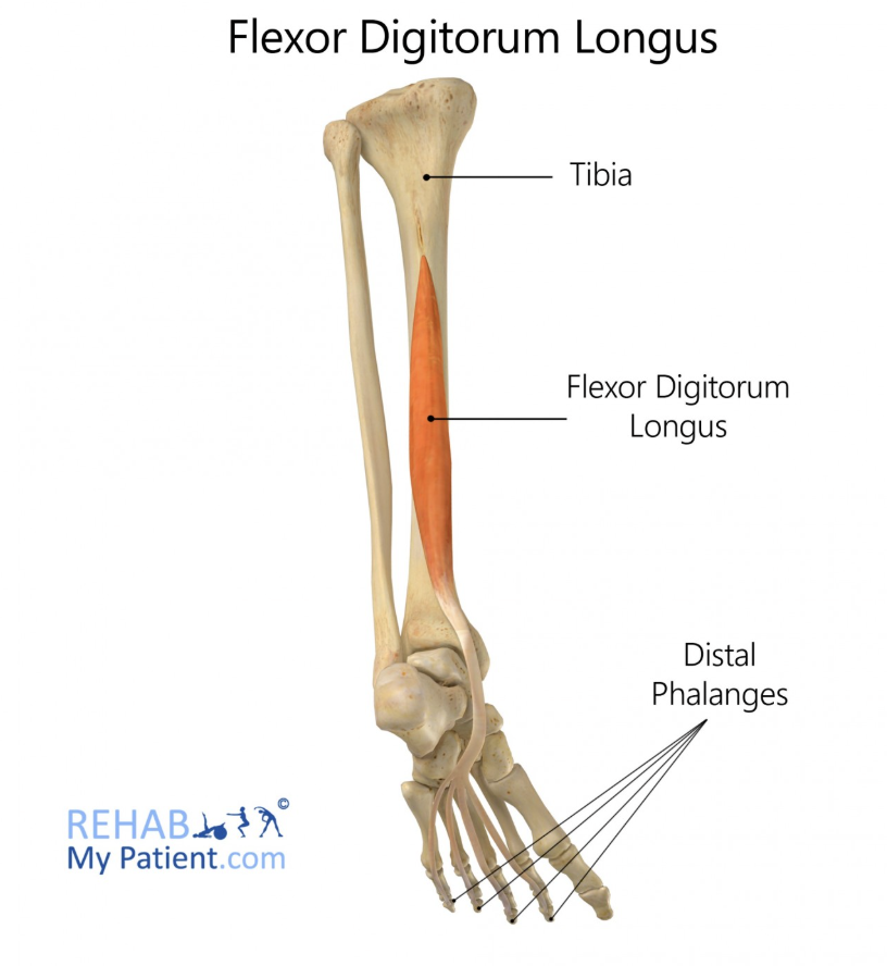 <p>Flexor Digitorum Longus</p>