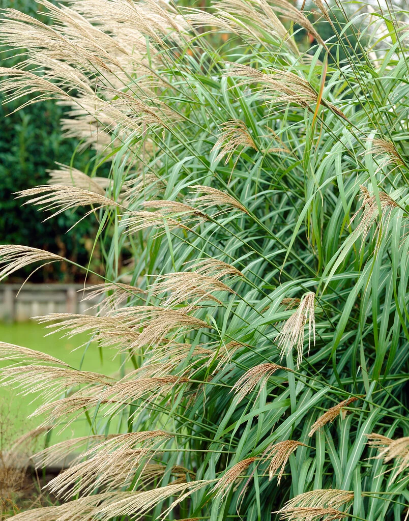 <p>Miscanthus sinensis ‘silberfeder’</p>