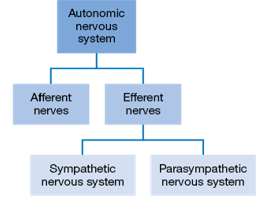 <p>A division of the Peripheral Nervous System (PNS) that regulates the body’s <strong>internal environment. </strong></p>