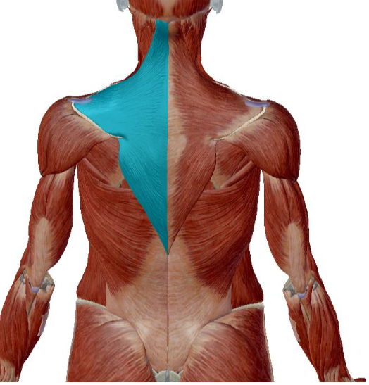 <p>what muscle is this </p>