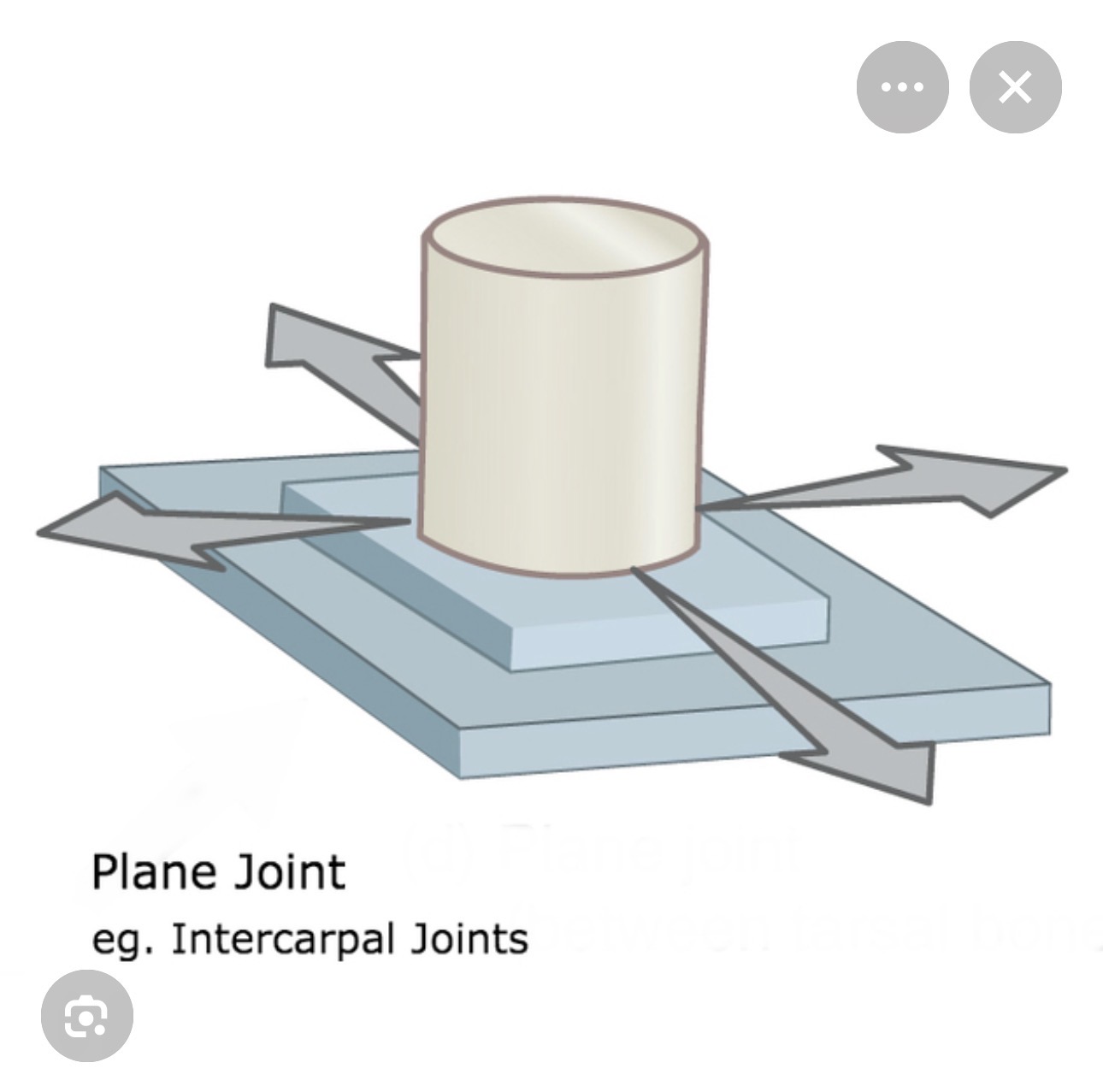<p>Gliding joint (Plane joint)</p>