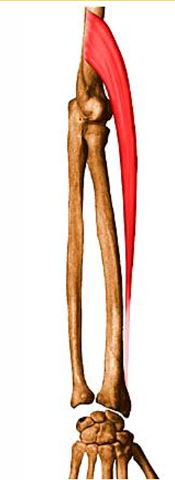 <p>m. brachioradialis, o</p>