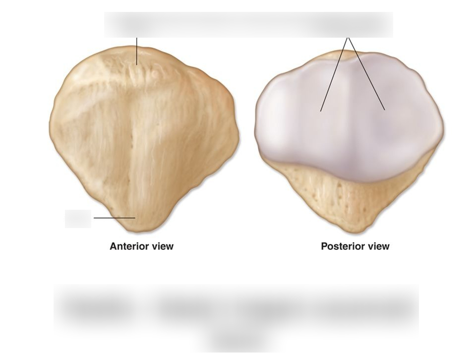 <p>label these parts of a patella</p><ul><li><p>base</p></li><li><p>apex</p></li><li><p>facets for the femur: medial and lateral</p></li></ul><p></p>