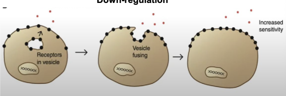 <p>When levels of a particular hormone are low, cells become more sensitive to it by increasing the number of hormone receptors</p>