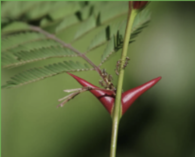 <p>what plant defense is that</p>