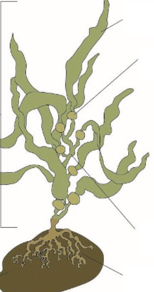 <p><strong>Anatomy</strong></p>