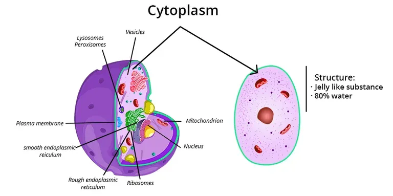 <p>Gelatinous liquid that fills the cell. It is made of Salt, Water, and other organic materials. </p>