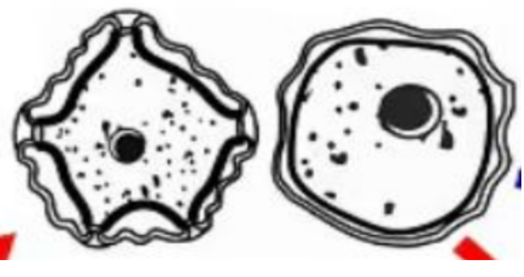 <p>SCIENTIFIC NAME</p>