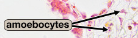 <p>Amoebocytes</p>