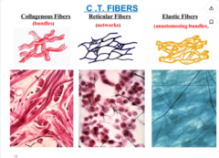 <p>collagen fibers, elastic fibers, and reticular fibers</p>