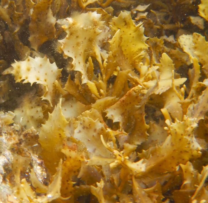 <p><strong>Common Name</strong>: <span style="font-family: "Helvetica Neue", sans-serif;">Brown seaweed,&nbsp;Kulapu</span></p><p><strong>Parts Used</strong>: Seaweed</p><p><strong>Use/s</strong>: Hyperglycaemia, enhance insulin secretion, improve insulin sensitivity, anti-inflammatory; metabolic diseases</p><p><strong>Major Metabolites</strong>: Phenols, flavonoids, terpenoids; fucoidan</p>