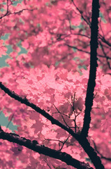 <p>pink color ( fěn sè )</p>