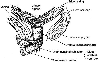 <ul><li><p>specific to the female urogenital triangle</p></li><li><p>an accessory sphincter for the urinary tract and vagina</p></li><li><p>a key component in maintaining urinary continence and supporting pelvic floor function</p></li></ul><p></p><p>origin → perineal body</p><p>insertion → the muscle fibres course anterolaterally to wrap around and encircle both the urethra and vagina, blending with fibres from the opposite side</p><p>action → constricts both the urethra and vagina to aid in urinary continence and regulate vaginal tone</p><p>innervation → somatic pudendal nerve, specifically perineal branches (S2-S4)</p><p>blood supply → perineal artery (branch of internal pudendal artery)</p>