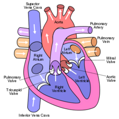 <p>superior/inferior vena cava- receives deoxygenated blood from body</p><p>right atrium- waiting room</p><p>tricuspid AV valve </p><p>right ventricle- pumps deoxygenated blood to lungs</p><p>pulmonary semilunar valve</p><p>pulmonary artery- carries deoxygenated blood to lungs</p><p>pulmonary vein- carries oxygenated blood from lungs</p><p>left atrium- waiting room</p><p>bicuspid/mitral AV valve</p><p>left ventricle- pumps oxygenated blood to body</p><p>aortic semilunar valve</p><p>aortic arch- carries oxygenated blood to body</p>