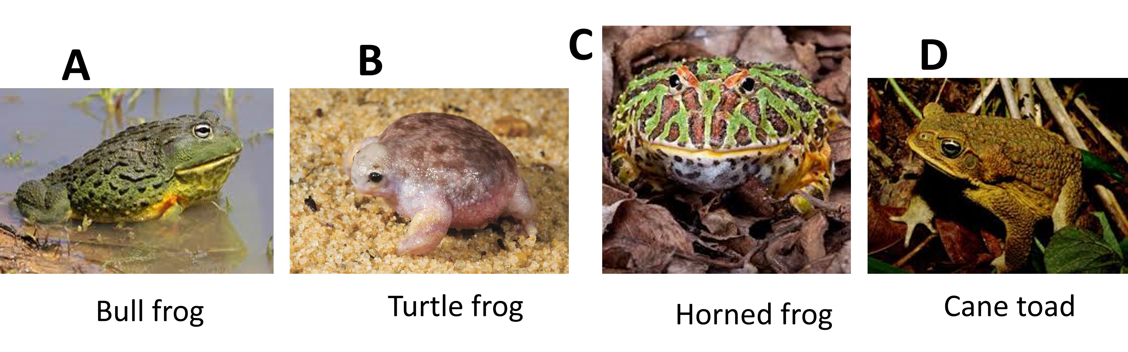 <p><span>Which species of a frog bellow would you most likely expect to feed on termites? </span></p>