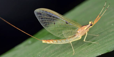 <p><span style="background-color: transparent;">Ephemeroptera</span></p>