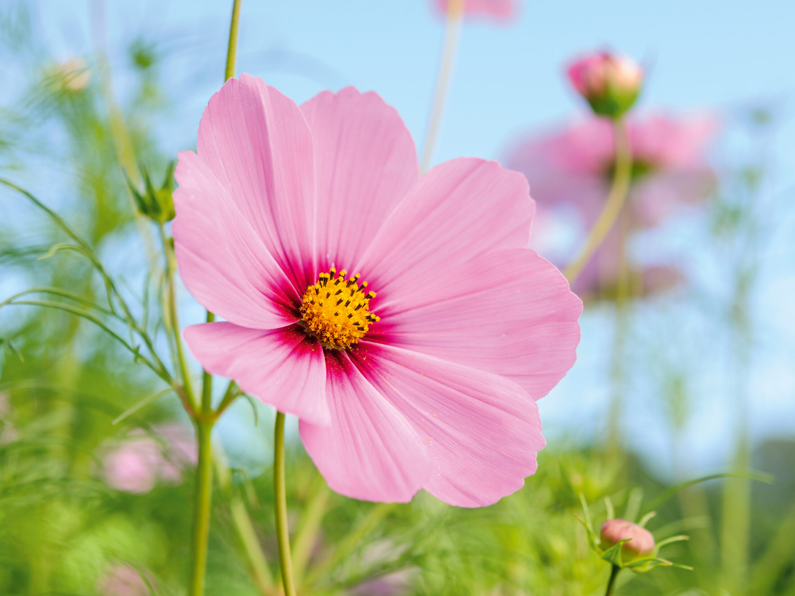 <p>Contains 1X (x) the amount of color product, Medium pink color.</p>