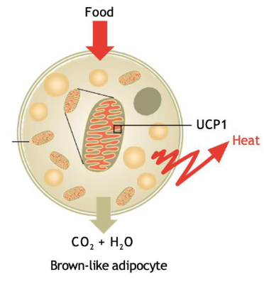 <p>Brown fat composition and basic function</p>