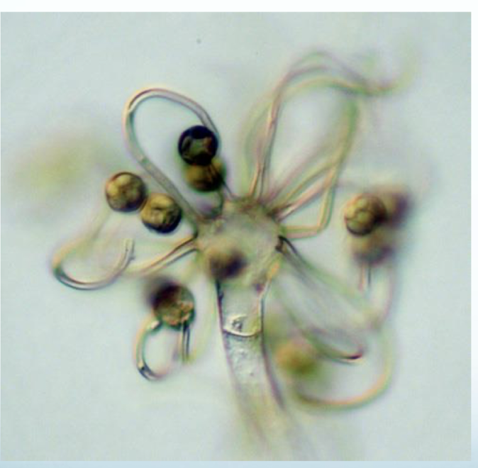<p>Genus</p>