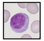<p>Number and Function of Lymphocytes</p>