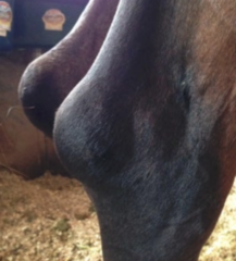 <p>What is the treatment for calcaneal bursitis (capped hock)?</p>