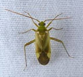 <p>What is the name of this bug </p>