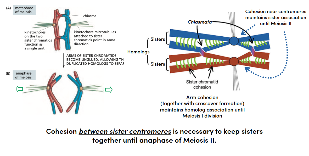 <ul><li><p>In <strong>meiosis I</strong>, the kinetochores of the two <strong>sister chromatids act together as one unit</strong> and attach toward the <strong>same spindle pole</strong>. That way, the sister chromatids stay together while the <strong>homologous chromosomes separate</strong>.</p></li><li><p>In <strong>meiosis II</strong>, the sister kinetochores act separately and attach to <strong>opposite poles</strong>, so the <strong>sister chromatids separate</strong>.</p></li></ul><p></p>