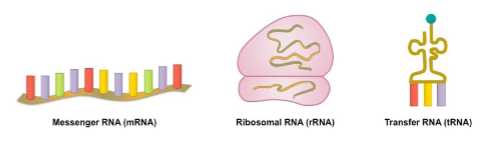 <ul><li><p class="Paragraph SCXW12847100 BCX8" style="text-align: left;"><span style="line-height: 20.925px;">Messenger RNA (mRNA)&nbsp;</span></p></li></ul><ul><li><p class="Paragraph SCXW12847100 BCX8" style="text-align: left;"><span style="line-height: 20.925px;">Transfer RNA (tRNA)&nbsp;</span></p></li></ul><ul><li><p class="Paragraph SCXW12847100 BCX8" style="text-align: left;"><span style="line-height: 20.925px;">Ribosomal RNA (rRNA)&nbsp;</span></p></li></ul><ul><li><p class="Paragraph SCXW12847100 BCX8" style="text-align: left;"><span style="line-height: 20.925px;">Other non coding RNAs&nbsp;</span></p></li></ul><p></p>
