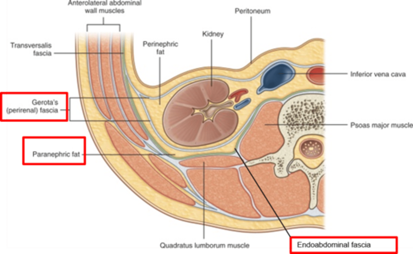 <p>What does the endoabdomicnal facia of the posterior abdominal wall lie between? What is it continuous with?</p>