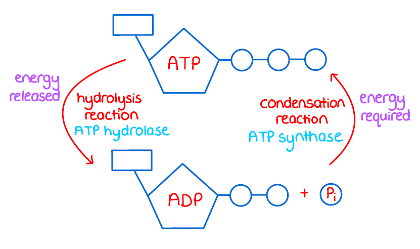 <p>by addition of ADP to an inorganic phospjaye </p><p>condensation reaction catalysed by ATP synthase </p>