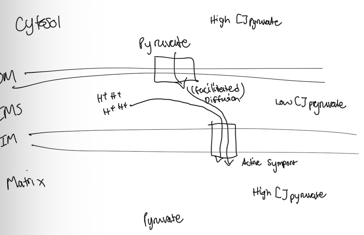 <ul><li><p>Facilitated diffusion into intermembrane space (concentration gradient)</p></li><li><p>Active symport via Hydrogen facilitated diffusion free energy into the matrix</p></li></ul><p></p>