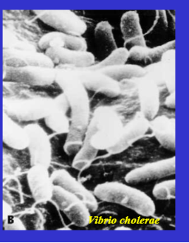 <p>forma de vírgula</p>