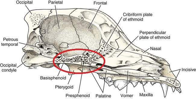 <p>Pneumatic bones </p>