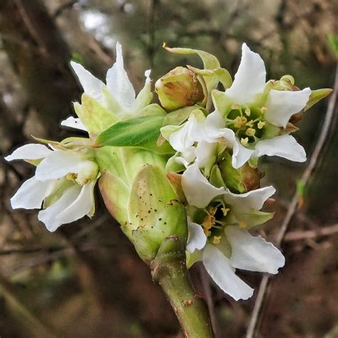 <p>Oemleria cerasiformis </p>