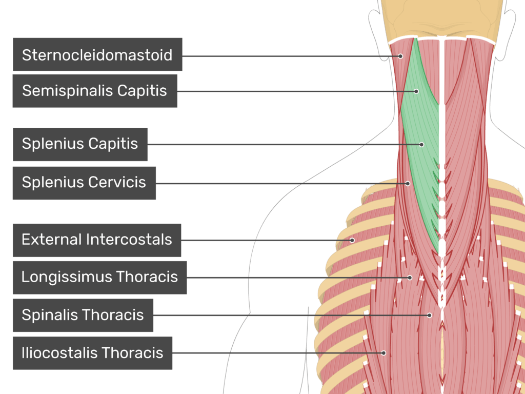 <p>Splenius capitis and Cervicis movement</p>